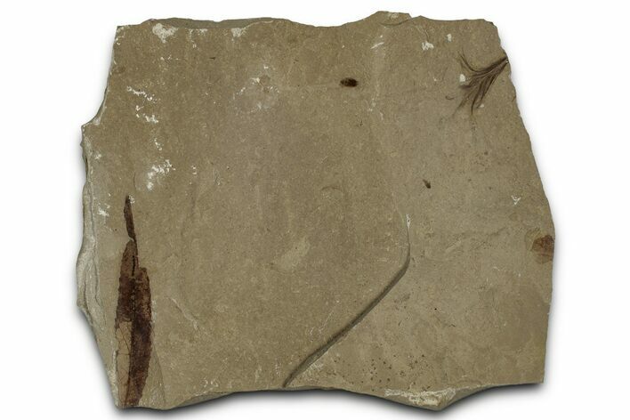 Detailed Fossil Feather and Leaf - Green River Formation, Utah #356675